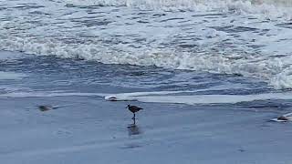 California Longbilled Curlew Whimbrel Time for breakfast in the Pacific waves of the ocean [upl. by Noguchi639]