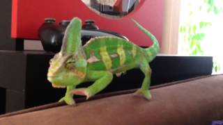 The routine of a Chameleon [upl. by Huggins]