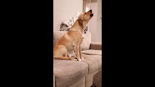 Watch a Cute Labrador Howling for the First Time [upl. by Arlina587]