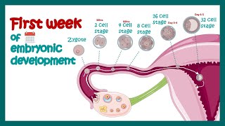 Embryology  Fertilization Cleavage Blastulation  First week of embryonic development  Zygote [upl. by Ateuqal414]