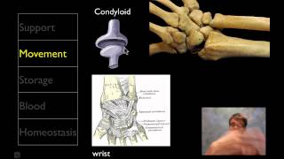 The Skeletal System [upl. by Macomber]