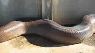 Unbelievable and very scary Anaconda snake bite [upl. by Alphonsine]