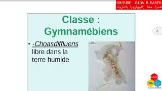 Cours Faunistique  Classification des protozoaires [upl. by Ativel845]