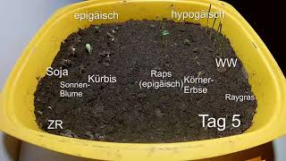 Keimung hypogäisch oder epigäisch [upl. by Biggs]