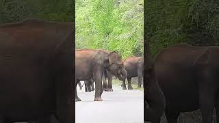 Wild elephants often block highways halting traffic for hourselephant [upl. by Akcired616]