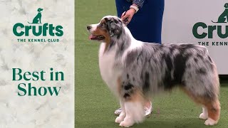 Best in Show  Crufts 2024 [upl. by Trofmoc]