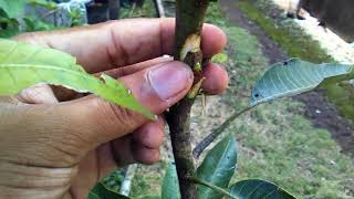 Single Bud Grafting On Mango Tree Video Tutorial by Grafting Examples [upl. by Wendy727]