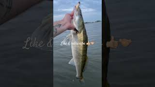 another beautiful zander 🤌🏼🤙🏼 fishing zander fish рыбалка рыба судак окунь щука perch [upl. by Animsaj734]