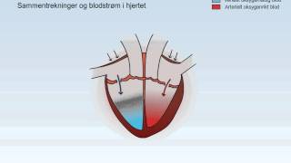 Sirkulasjonssystemet [upl. by Erl204]