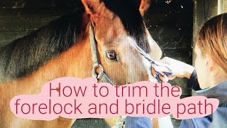 HOW TO TRIM THE FORELOCK AND BRIDLE PATH [upl. by Nomelif]