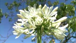 Agapanthus africanus Agapanto  Flor del amor Lirio africano [upl. by Gine]