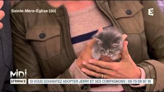 ANIMAUX  Ladoption de 4 adorables chatons [upl. by Alliuqa]