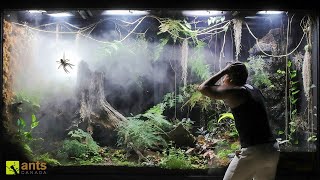 How a Huntsman Spider Returned From the Dead in My Giant Rainforest Vivarium [upl. by Asilla]