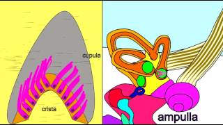 EAR SEMICIRCULAR CANALS PERCEIVE BALANCE [upl. by Mount]