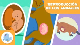 REPRODUCCIÓN de los ANIMALES 🐶🐦 SEXUAL Y ASEXUAL 🥚🤰🏻 OVÍPAROS VIVÍPAROS Y OVOVIVÍPAROS [upl. by Ninazan]