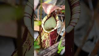 the exotic world of Nepenthes ampullaria [upl. by Luemas]