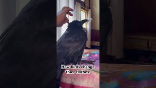 Pin Feather Preening  15 Year Old Male Craven Romeo birds animals pets raven crow shorts [upl. by Lasiaf]