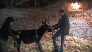 Donkeys behaving not so good and their farrier [upl. by Nanaek]