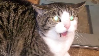 Angry and Aggressive Cats Hissing Compilation  Growling Hissing and Claw  PETASTIC 🐾 [upl. by Leelaj348]