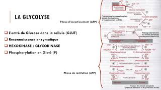 Cours Métabolisme glucidique  La Glycolyse [upl. by Falcone]