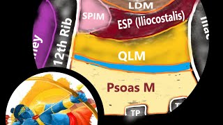 Subcostal Quadratus Lumborum QL Block  Anatomy Sonoanatomyamp Target site [upl. by Upali387]