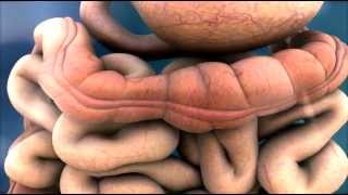 3D Medical Animation  Peristalsis in Large IntestineBowel  ABP © [upl. by Annavoeg]