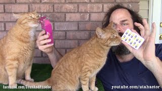 Deworming Pills How To Get Your Cat To Take It [upl. by Bohrer581]