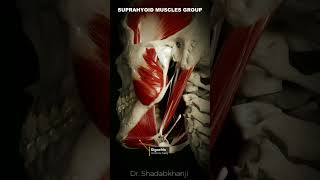 Suprahyoid muscles group  Human Anatomy [upl. by Moskow866]