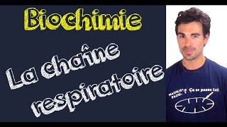 Cours de biochimie la chaîne respiratoire [upl. by Gaal]