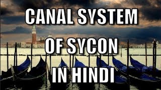 Sycon का नलिका प्रणाली हिंदी में विस्तृत नोट्स canal system of sycon notes in hindi [upl. by Secundas]