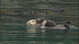 Baby Sea Otter  Alaska  Lindblad Expeditions [upl. by Ploch]