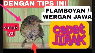 CARA MELATIH BURUNG FLAMBOYAN AGAR CEPAT JINAK [upl. by Suelo879]