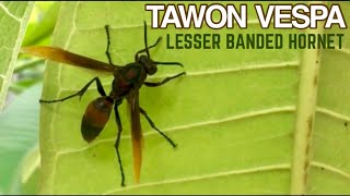 INSECTCORNER  Lesser Banded Hornet  Tawon Vespa  Vespa affinis [upl. by Adnawahs]