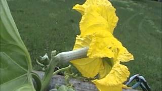 Luffa Plants Growing in Mid July [upl. by Enelrak]