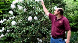 Large Leaved Rhododendron  Rhododendron Spp  Large Evergreen Flowering Shrub [upl. by Llemar]