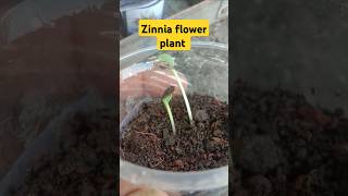 zinnia plant germinated seeds  how to grow zinnia plants from seeds  zinnia plant seeds  zinnia [upl. by Notsob]