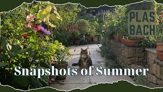 Snapshots of Summer in the Garden [upl. by Drawets]