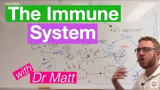 The Immune System Overview [upl. by Tshombe]