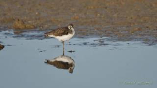 Green Sandpiper Tringa ochropus  Waldwasserläufer 02 [upl. by Arbed]