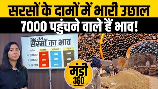 Wheat Mustard Price सरसों के दामों में आई तेजी जानिए किस मंडी में मिल रहा है सबसे ज्यादा भावmandi [upl. by Eryt]