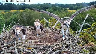 Poole Harbour Osprey 5R2 fledging 14th July 2024 [upl. by Aleafar]