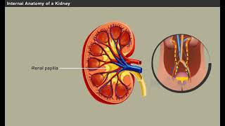 Structure of Kidneys [upl. by Nylessoj829]