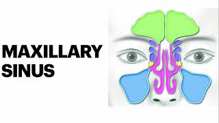 Maxillary sinus anatomy amp Histology [upl. by Mauchi802]