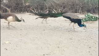 Amazing Peacock and Peahen [upl. by Senhauser]