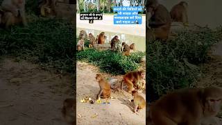 🚩बाबा हनुमान जी के बन्दरो को खिलाये केले MonkeyShorts 😍Viral Reels feeding🚩 hanuman😍subscribe ❤💯 [upl. by Wira261]