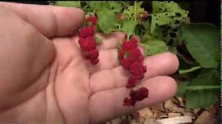 ⟹ Strawberry Spinach Chenopodium capitatum 🍒 NOT TO SWEET strawberry [upl. by Jessee]