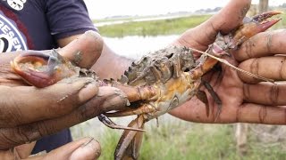 केकड़ा कट एंड कुक  MUDCRABS Caught  Catch n Cook  With spices in my village [upl. by Rodina]