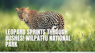 Leopard SPRINTS Through Bushes Wilpattu National Park [upl. by Eolande335]