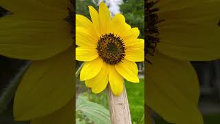 🌻 Wunderschöne Sonnenblumen in meinem Garten Sunflowers Blossom [upl. by Ybot]