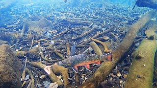 Ice Fishing for BROOK TROUT Underwater View [upl. by Lairea]